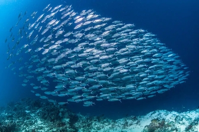 天馬科技集團 以“凍化魚油”引領魚類養殖技術新革命，實現“0℃不凍”的科技突破
