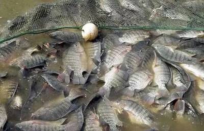 水質改良劑研發大佬，30畝魚塘年入40萬，揭秘“富養”羅非魚的致富經