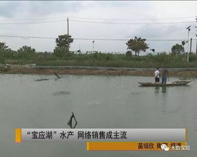 寶應湖水產 網購直達的新鮮美味，背后的水質改良劑科技