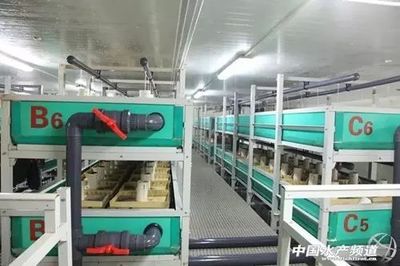 工廠化循環水養殖 魚類養殖技術的“高大上”革命