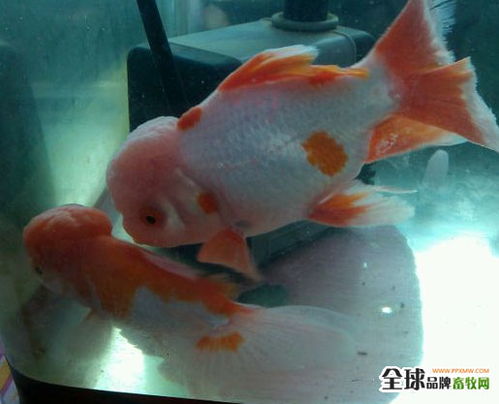 魚爛尾的成因分析與水質改良劑研發新進展