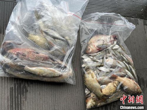 浙江杭州西湖首次系統摸底魚類多樣性，初步發現10余個品種，生態養護與養殖技術協同發展引關注