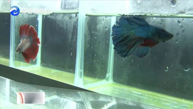 90后小伙的“斗魚”夢 從南安到全國，以科技“游”出泰國斗魚養殖新天地